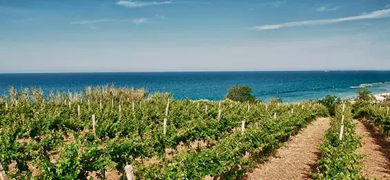 Tenuta Ulisse