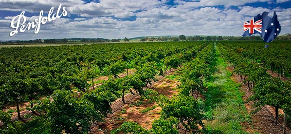 Penfolds Wines