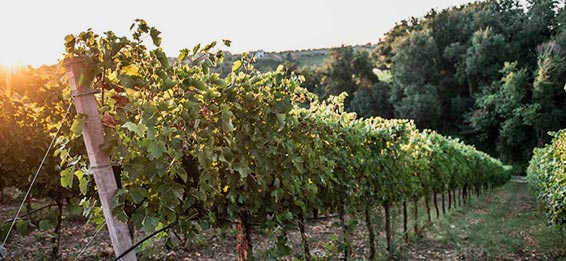 Farnese Vini