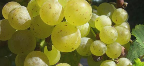 Weingut am Thalsbach