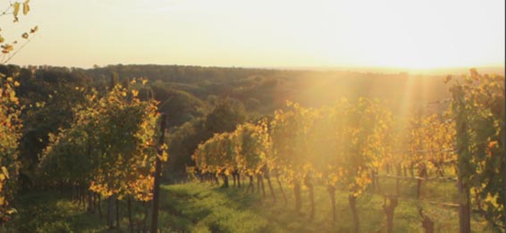 Weingut am Thalsbach